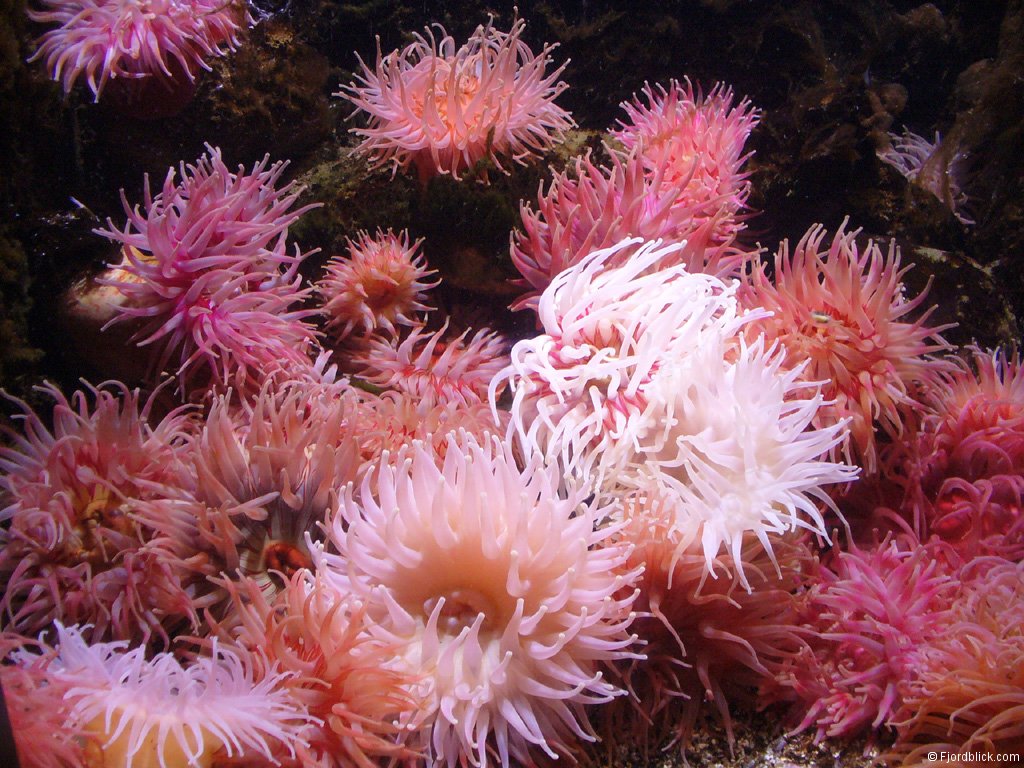 Seeanemonen im Atlanterhavsparken in Ålesund