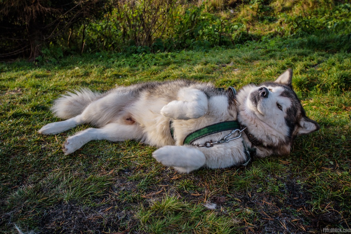 Husky Teddy ist der heimliche Star und posiert gerne für Fotos